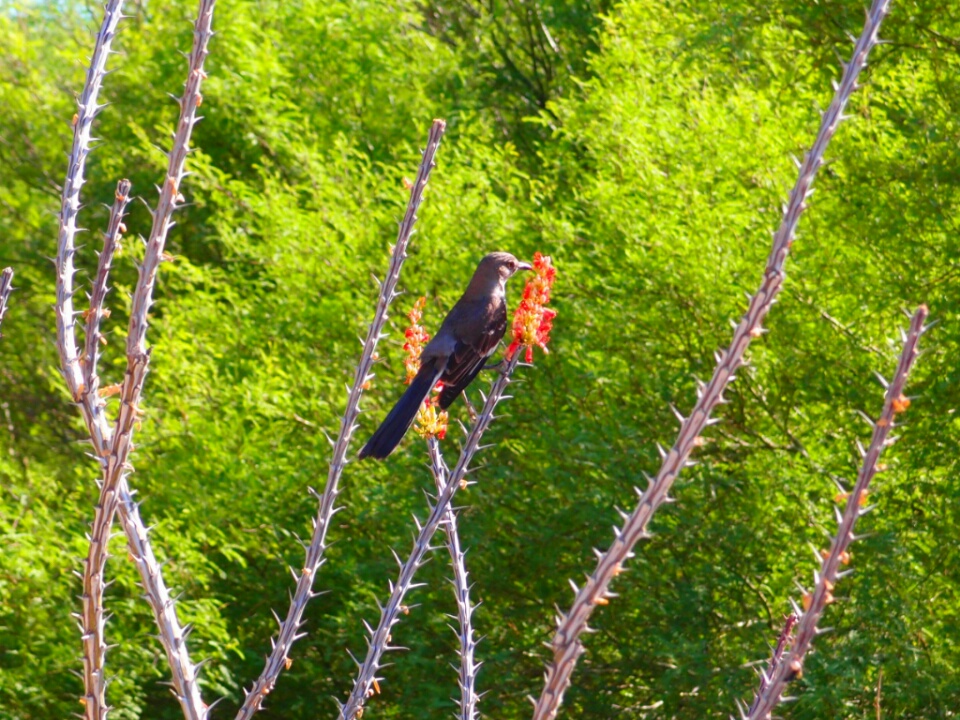 Important Stuff.live